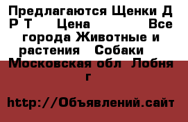 Предлагаются Щенки Д.Р.Т.  › Цена ­ 15 000 - Все города Животные и растения » Собаки   . Московская обл.,Лобня г.